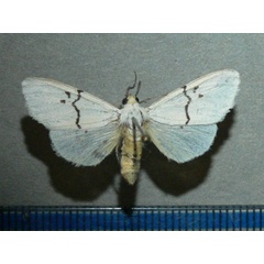 /filer/webapps/moths/media/images/Q/quadrilunata_Eyralpenus_A_Goff_03.jpg