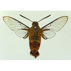 /filer/webapps/moths/media/images/A/apus_Cephonodes_AM_Basquin.jpg