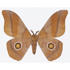 /filer/webapps/moths/media/images/O/occidentalis_Gonimbrasia_AM_Basquina.jpg