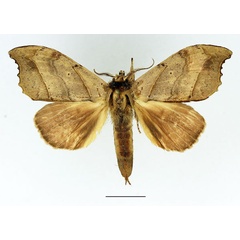 /filer/webapps/moths/media/images/A/angulata_Pseudobarobata_AM_Basquin_04.jpg