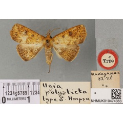 /filer/webapps/moths/media/images/P/polysticta_Ugia_HT_BMNH.jpg