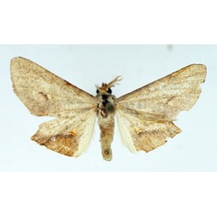 /filer/webapps/moths/media/images/A/aurivena_Coenina_AM_TMSA.jpg