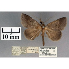 /filer/webapps/moths/media/images/M/melalepis_Plecoptera_ST_OUMNH_01.jpg