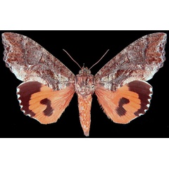 /filer/webapps/moths/media/images/L/lequeuxi_Eudocima_PT_Brou.jpg