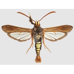 /filer/webapps/moths/media/images/A/aethiopica_Fortikona_PTM_SMNSb.jpg