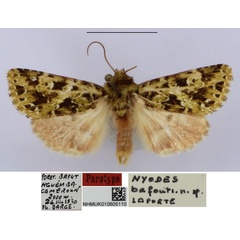 /filer/webapps/moths/media/images/B/bafouti_Nyodes_PTM_BMNH.jpg