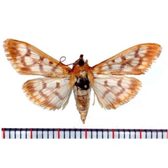 /filer/webapps/moths/media/images/R/rogationis_Syllepte_AM_SMNH.jpg