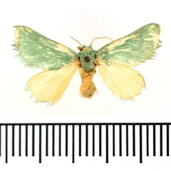 /filer/webapps/moths/media/images/C/chloronoton_Coenobasis_AM_BMNH.jpg