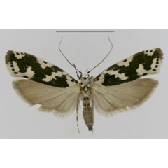 /filer/webapps/moths/media/images/I/iphicrates_Ethmia_AM_MfN.jpg