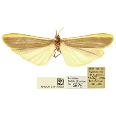 /filer/webapps/moths/media/images/S/sanguicosta_Ilema_PLT_BMNH.jpg