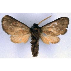 /filer/webapps/moths/media/images/J/jordani_Metarctia_PT_BMNH_02.jpg