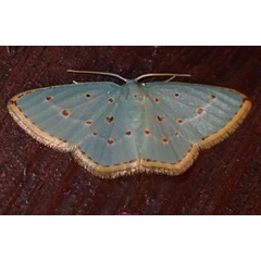 /filer/webapps/moths/media/images/S/stillata_Comostolopsis_A_Bippus_01.jpg