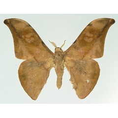 /filer/webapps/moths/media/images/U/ueleense_Orthogonioptilum_AM_Basquin.jpg