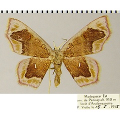 /filer/webapps/moths/media/images/N/nasuta_Chrysocraspeda_AF_ZSMa.jpg