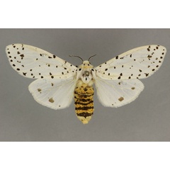 /filer/webapps/moths/media/images/N/nigropunctata_Alpenus_AF_BMNH.jpg