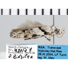 /filer/webapps/moths/media/images/P/pallidistola_Neotelphusa_AF_ZMHB.jpg