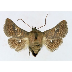 /filer/webapps/moths/media/images/A/antennata_Dysodia_AF_TMSA.jpg