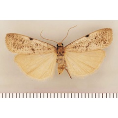 /filer/webapps/moths/media/images/S/spodoptera_Pasteosia_PTM_TMSA.jpg
