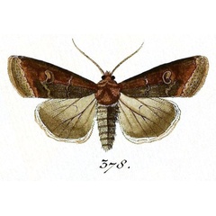 /filer/webapps/moths/media/images/S/saucia_Peridroma_Hubner_378.jpg