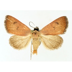 /filer/webapps/moths/media/images/S/sarcistis_Plecoptera_AM_TMSA_01.jpg