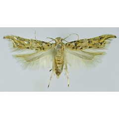 /filer/webapps/moths/media/images/A/argenteomaculata_Falcipenne_PTF_NHMO.jpg