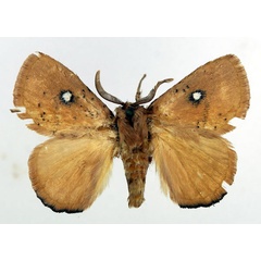 /filer/webapps/moths/media/images/C/clarissa_Hamartia_AM_Basquin_01.jpg