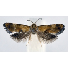 /filer/webapps/moths/media/images/M/misella_Eugnosta_AF_NHMO.jpg