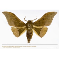 /filer/webapps/moths/media/images/A/anomalus_Plegapteryx_A_ZMUC_01.jpg