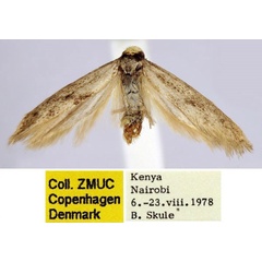 /filer/webapps/moths/media/images/L/lorella_Bactrianoscythris_HT_BMNH.jpg