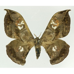 /filer/webapps/moths/media/images/A/adiegetum_Orthogonioptilum_AF_Basquin.jpg
