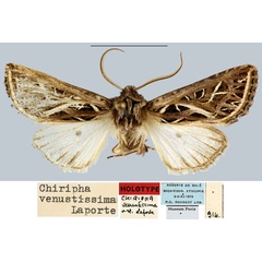 /filer/webapps/moths/media/images/V/venustissima_Chiripha_HT_MNHN.jpg