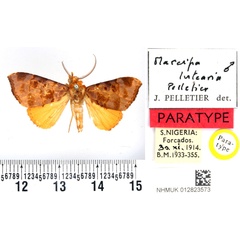 /filer/webapps/moths/media/images/L/lutearia_Marcipa_PTM_BMNH_02.jpg