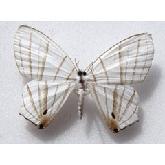 /filer/webapps/moths/media/images/E/erycinaria_Dissoprumna_A_Goff_01.jpg