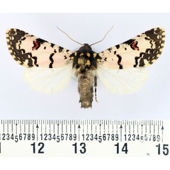 /filer/webapps/moths/media/images/C/cliens_Polytela_AM_BMNH_01.jpg