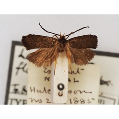 /filer/webapps/moths/media/images/F/flavipalpis_Lecithocera_HT_BMNH.jpg