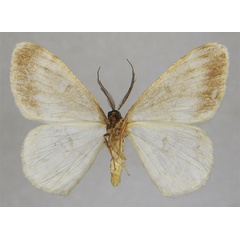 /filer/webapps/moths/media/images/A/albella_Zeuctoboarmia_HT_ZSMb.jpg