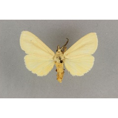 /filer/webapps/moths/media/images/T/testaceoflava_Estigmene_HT_BMNH.jpg