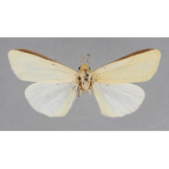 /filer/webapps/moths/media/images/N/nigricosta_Logunovium_PT_BMNH.jpg