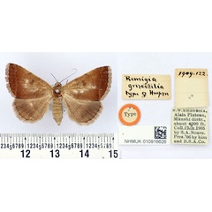 /filer/webapps/moths/media/images/G/griseicilia_Remigia_AT_BMNH.jpg