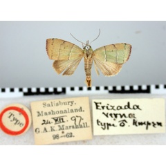 /filer/webapps/moths/media/images/V/verna_Erizada_HT_BMNH.jpg