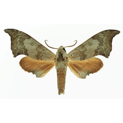 /filer/webapps/moths/media/images/A/anochus_Polyptychus_AM_Basquin_02.jpg