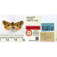 /filer/webapps/moths/media/images/L/lowai_Nyodes_HT_BMNH.jpg