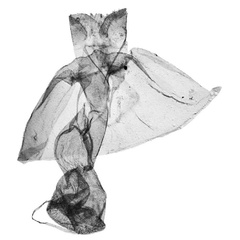 /filer/webapps/moths/media/images/F/friederikeae_Afrasura_GF_BMNH_138-2004.jpg