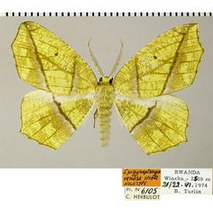 /filer/webapps/moths/media/images/V/venosa_Epigynopteryx_HT_ZSMa.jpg