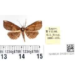/filer/webapps/moths/media/images/S/seriopuncta_Pangrapta_AM_BMNH.jpg
