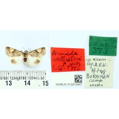/filer/webapps/moths/media/images/W/waterstoni_Armada_HT_BMNH.jpg