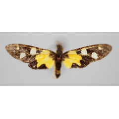 /filer/webapps/moths/media/images/E/elongata_Maculonaclia_PT_BMNH.jpg