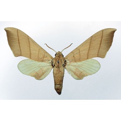 /filer/webapps/moths/media/images/M/molitor_Pseudoclanis_AF_Basquin_01.jpg