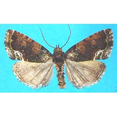 /filer/webapps/moths/media/images/V/varicolora_Deltote_AM_Legrain_02.jpg