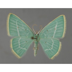 /filer/webapps/moths/media/images/C/coerulea_Comostolopsis_A_ZSM_01.jpg